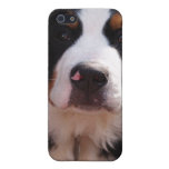 Bernese Mountain Dog iPhone Case