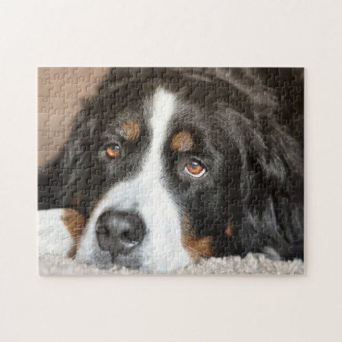 Bernese Mountain Dog Jigsaw Puzzle