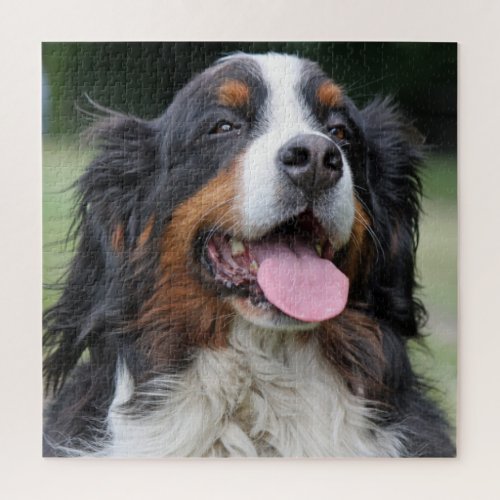 Bernese Mountain Dog Jigsaw Puzzle