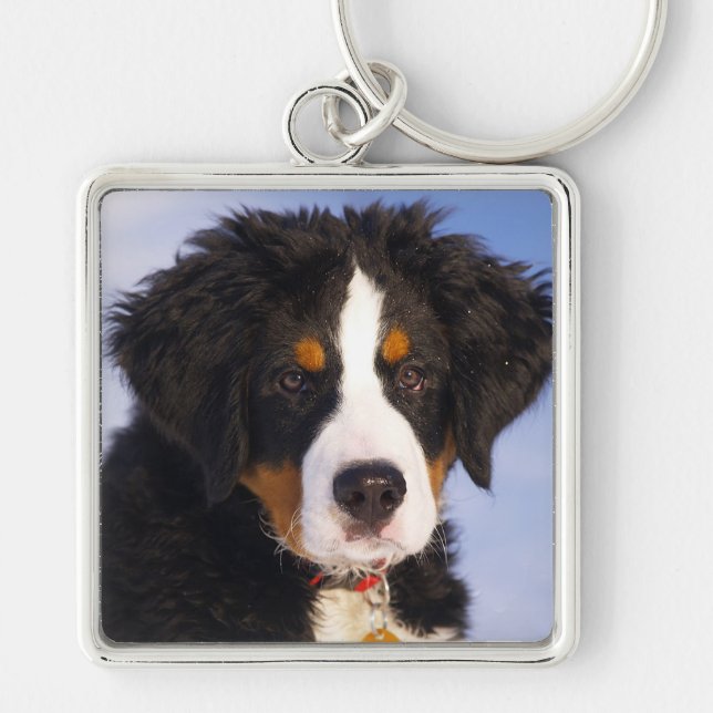 Bernese Mountain Dog Keychain (Front)