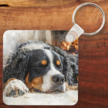 Bernese Mountain Dog