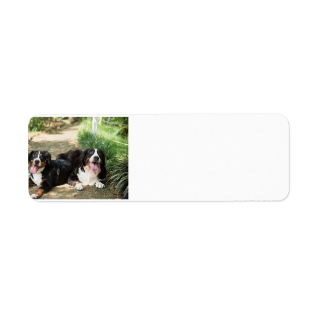 bernese mountain dog label (Front)
