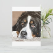 bernese mountain dog laying (Standing Front)