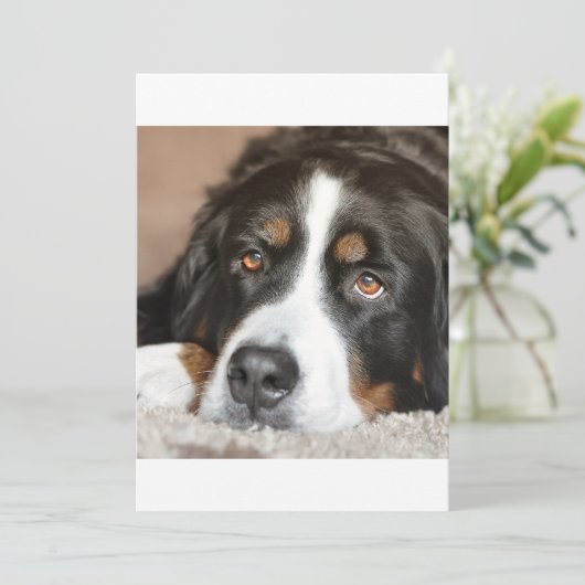 bernese mountain dog laying (Standing Front)