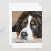 bernese mountain dog laying (Front/Back)