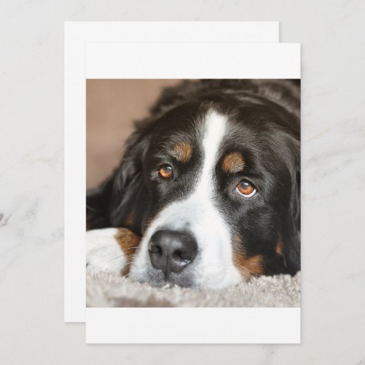 bernese mountain dog laying (Front/Back)