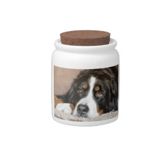 bernese mountain dog laying candy jar