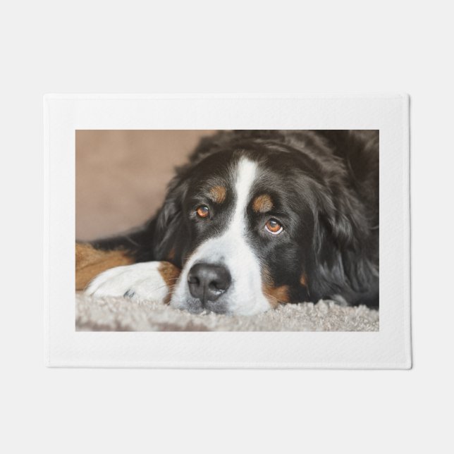 bernese mountain dog laying doormat (Front)
