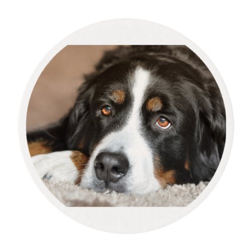 bernese mountain dog laying edible frosting rounds