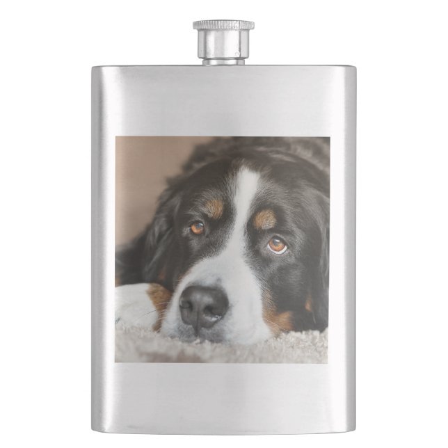 bernese mountain dog laying flask (Front)