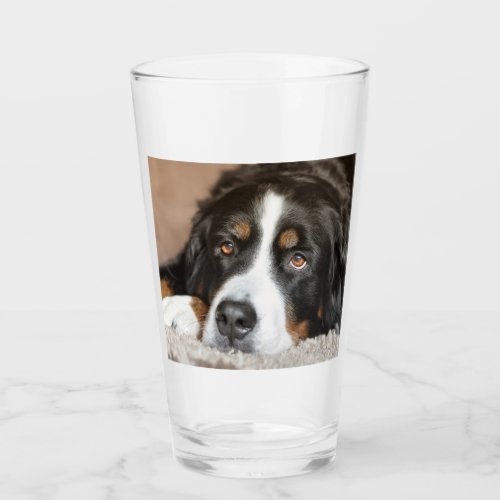 bernese mountain dog laying glass