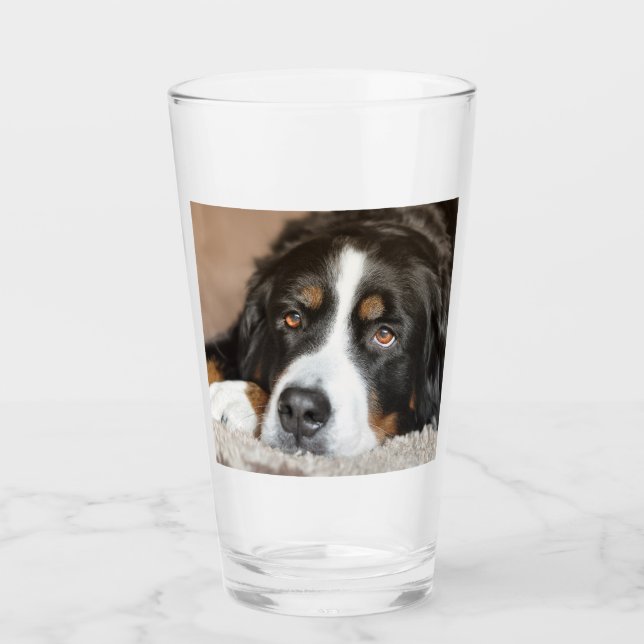 bernese mountain dog laying glass (Front)