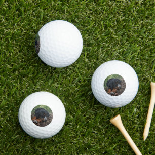 bernese mountain dog laying in forest golf balls