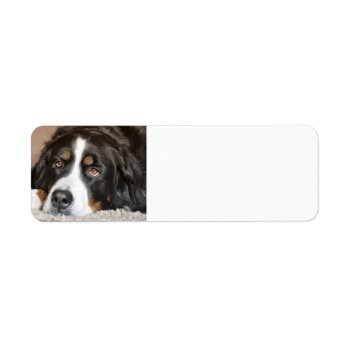 Bernese Mountain Dog Laying Label by BreakoutTees at Zazzle