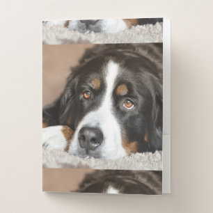 bernese mountain dog laying pocket folder