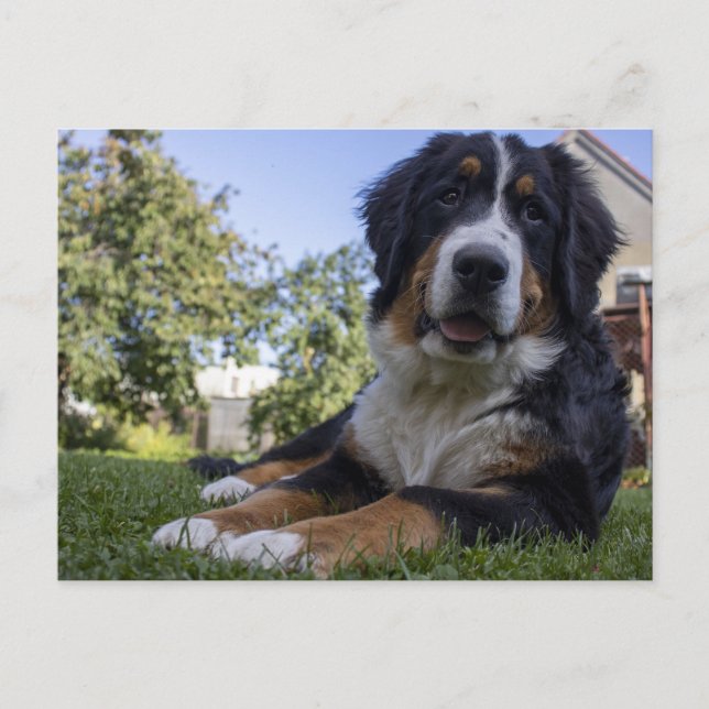 bernese mountain dog laying second postcard (Front)