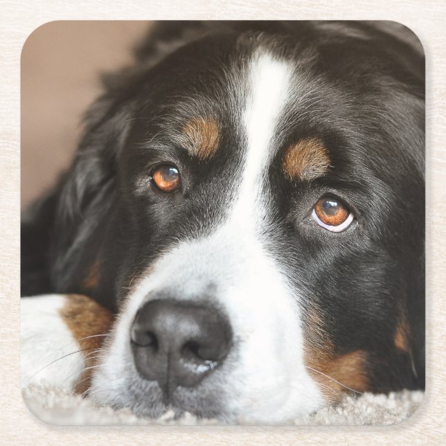 bernese mountain dog laying square paper coaster (Front)