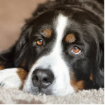 bernese mountain dog laying statuette<br><div class="desc">b</div>