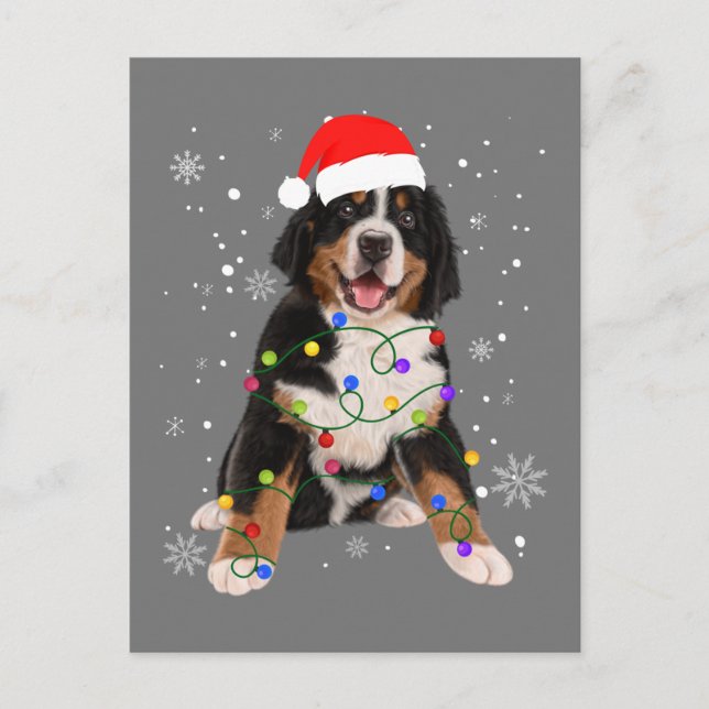 Bernese Mountain Dog Lights Christmas Matching Fam Postcard (Front)