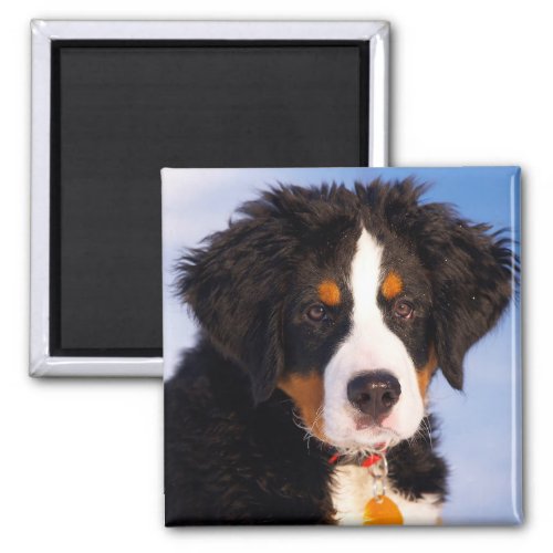 Bernese Mountain Dog Magnet