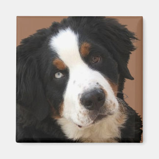 Bernese Mountain Dog Magnet - "Lucy"