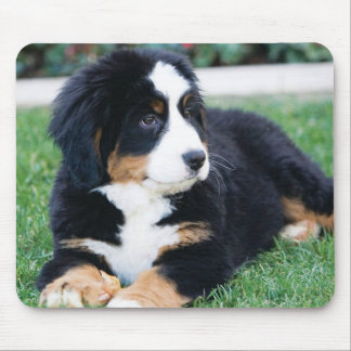 Bernese Mountain Dog Mouse Pad