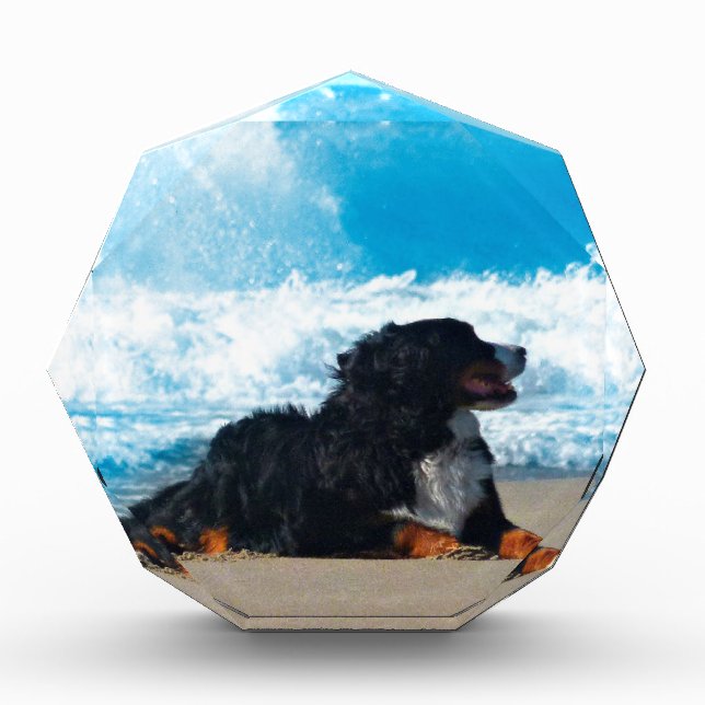 Bernese Mountain Dog on Beach Award (Front)