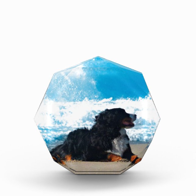 Bernese Mountain Dog on Beach Award (Front)