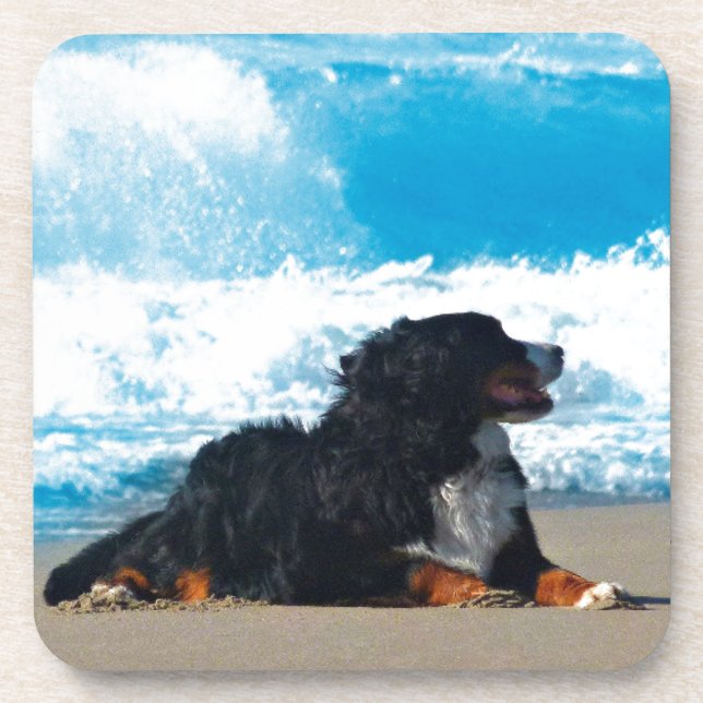 Bernese Mountain Dog on Beach Beverage Coaster (Front)