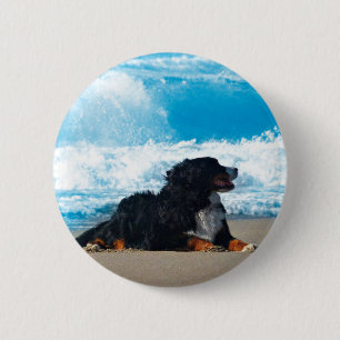 Bernese Mountain Dog on Beach Pinback Button