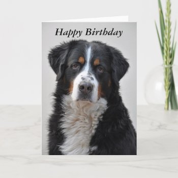 Bernese Mountain Dog Photo Happy Birthday Card by roughcollie at Zazzle