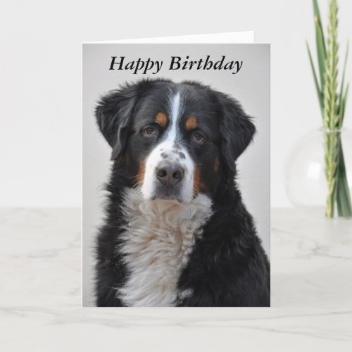 Bernese Mountain dog photo happy birthday card