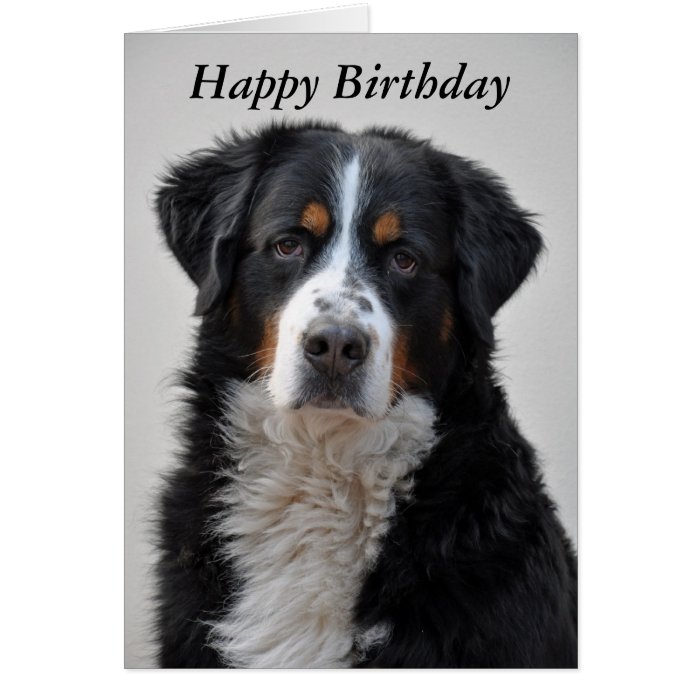 Bernese Mountain dog photo happy birthday card