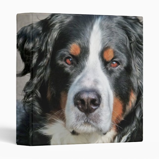 Bernese Mountain Dog Photo Image 3 Ring Binder (Front/Spine)