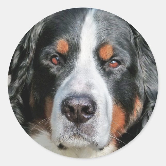 Bernese Mountain Dog Photo Image Classic Round Sticker (Front)