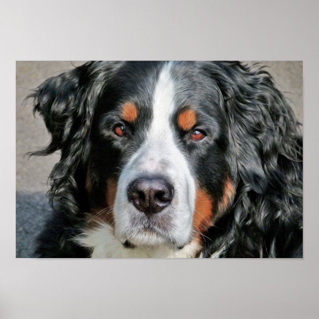 Bernese Mountain Dog Photo Image Poster (Front)