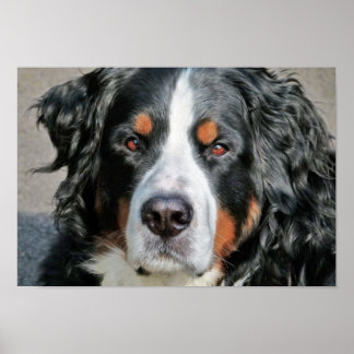 Bernese Mountain Dog Photo Image Poster