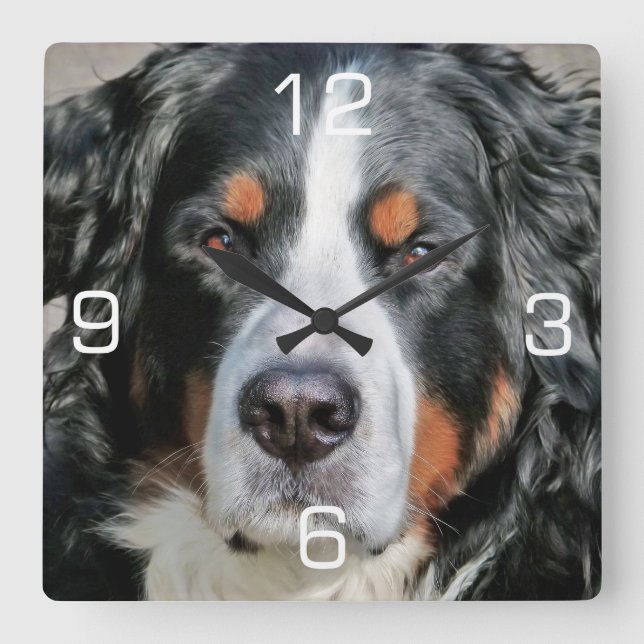 Bernese Mountain Dog Photo Image Square Wall Clock (Front)