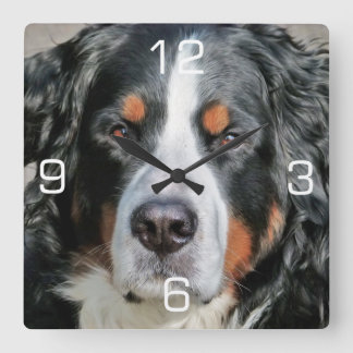 Bernese Mountain Dog Photo Image Square Wall Clock