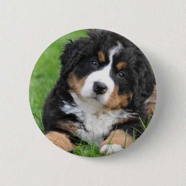 Bernese Mountain Dog Pinback Button (Front)