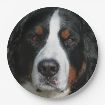 Bernese Mountain Dog.png Paper Plates by BreakoutTees at Zazzle