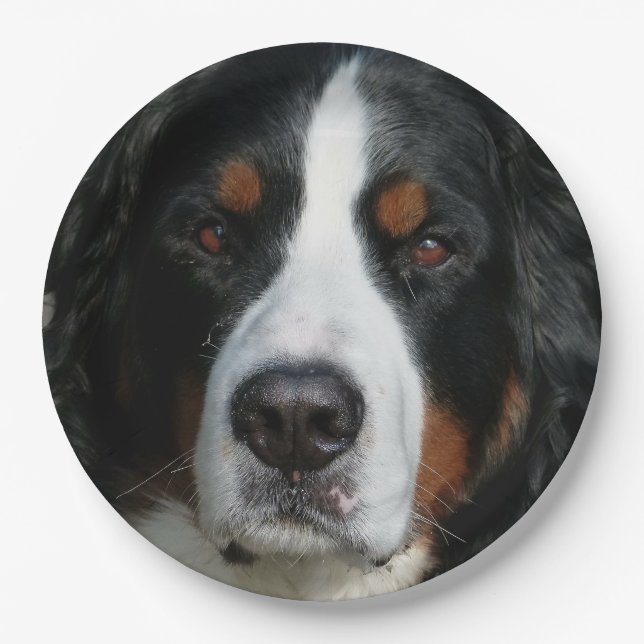 bernese mountain dog.png paper plates (Front)