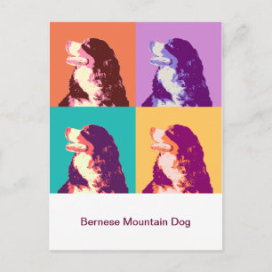 Bernese Mountain Dog Pop Art Postcard