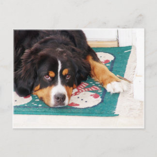 Bernese Mountain Dog Postcard