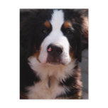 Bernese Mountain Dog Postcard