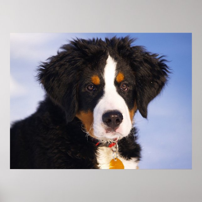 Bernese Mountain Dog Poster (Front)