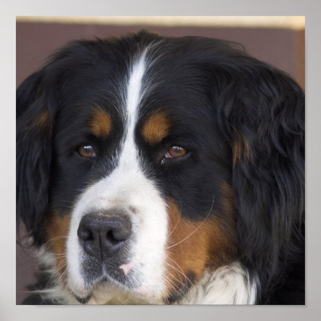 Bernese Mountain Dog Print (Front)