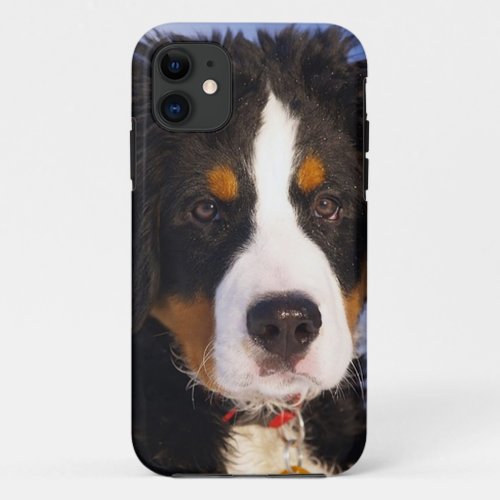 Bernese Mountain Dog Pup iPhone 5 case