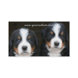 Bernese Mountain dog puppies business card