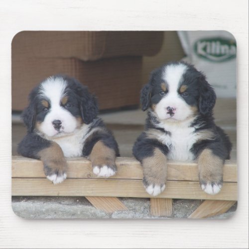 Bernese Mountain dog puppies mouse mat